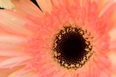 güzel gerbera çiçek yakın çekim