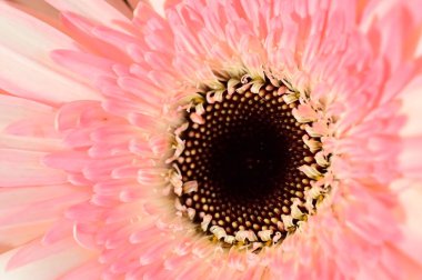 güzel gerbera çiçek yakın çekim