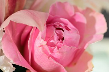 Güzel çiçeğe yaklaş.