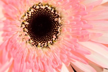 güzel gerbera çiçek yakın çekim