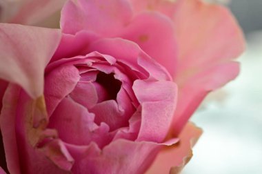 Güzel çiçeğe yaklaş.