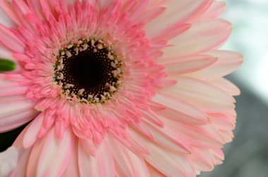 güzel gerbera çiçek yakın çekim