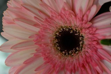 güzel gerbera çiçek yakın çekim