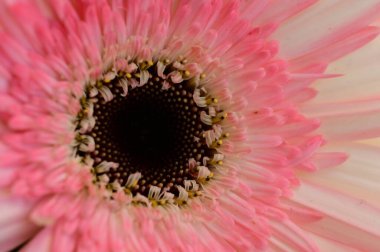 güzel gerbera çiçek yakın çekim