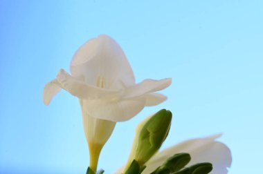 beautiful   freesia  flower   on the blue sky background