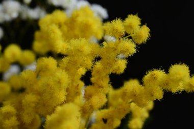 beautiful  spring Mimosa flowers composition, close up
