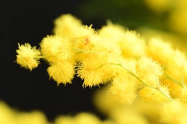 beautiful  spring Mimosa flowers composition, close up