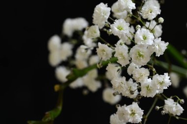 Güzel çiçek kompozisyonu, kapat.