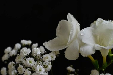 Güzel çiçek kompozisyonu, kapat.