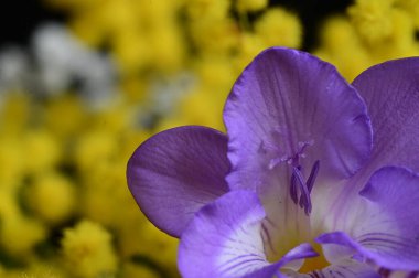 close up of beautiful freesia and mimosa  flowers