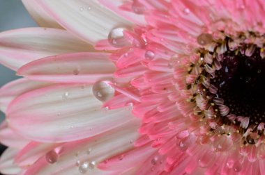 güzel gerbera çiçek yakın çekim