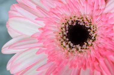güzel gerbera çiçek yakın çekim