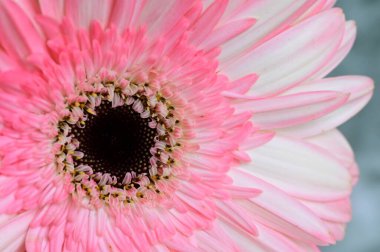 güzel gerbera çiçek yakın çekim