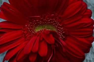 güzel gerbera çiçek yakın çekim