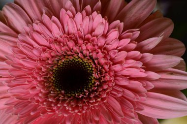 güzel gerbera çiçek yakın çekim