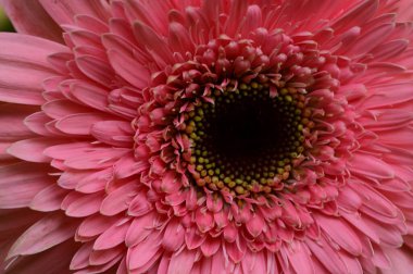 güzel gerbera çiçek yakın çekim