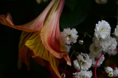 Güzel bahar çiçekleri, yakın
