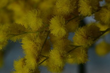 beautiful  spring Mimosa flowers, close up