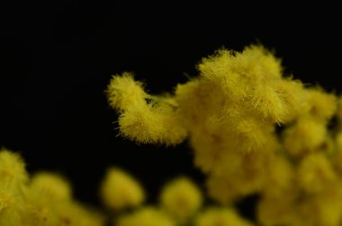 beautiful  spring Mimosa flowers, close up