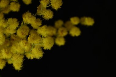 beautiful  spring Mimosa flowers, close up