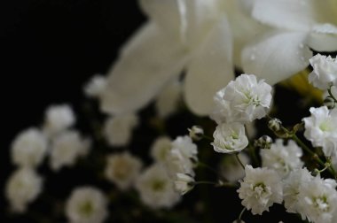 Güzel çiçekler kompozisyon u kadar