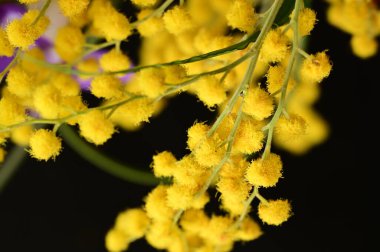 beautiful  yellow  Mimosa flowers, close up