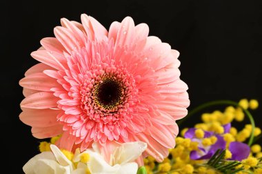 beautiful freesia,   Mimosa and  gerbera   flowers