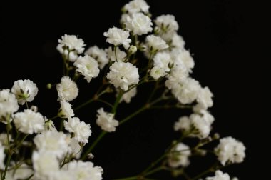 beautiful   white spring  flowers on black background