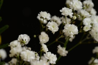 Siyah arka planda güzel beyaz çiçekler