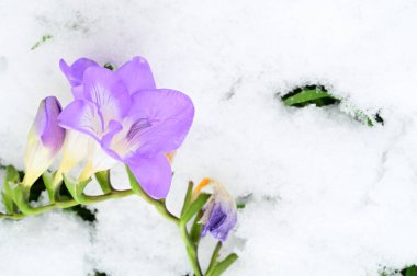 close up of beautiful freesia  flower on snow 