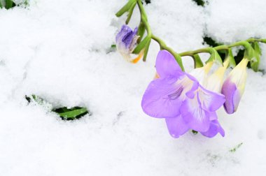 close up of beautiful freesia  flower on snow 