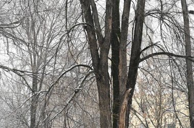 Parktaki ağaç dalları