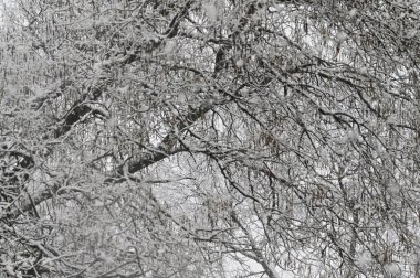 Ormanın güzel manzarası