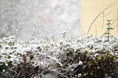 snow covered plants  in the forest