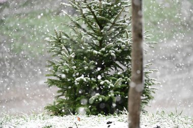 beautiful winter landscape with snow covered fir tree