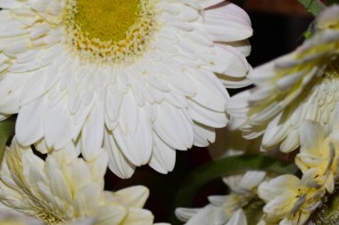 beautiful gerberas, floral concept background