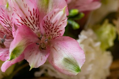 beautiful floral composition, bouquet,  close up