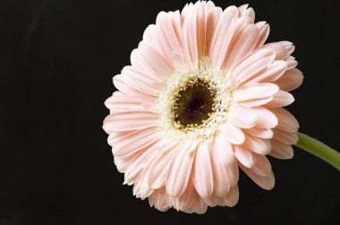 Siyah arka planda güzel Gerbera çiçeği