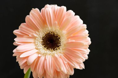 Siyah arka planda güzel Gerbera çiçeği