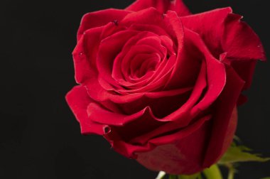 Güzel gül çiçeğine yaklaş