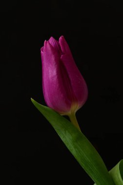 Siyah arka planda güzel pembe lale.