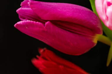 Güzel lale çiçeğine yaklaş.