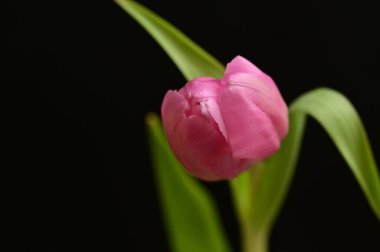 Siyah arka planda güzel pembe lale.