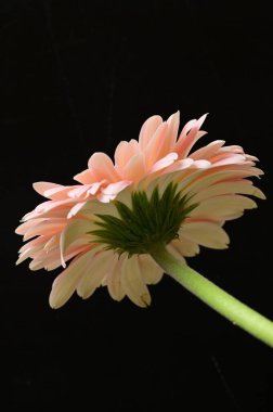 Siyah arka planda güzel Gerbera çiçeği