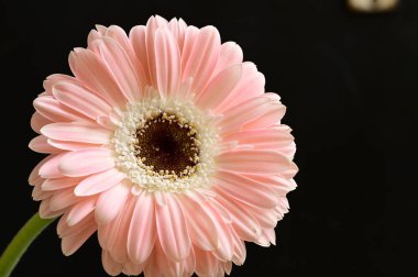 Siyah arka planda güzel Gerbera çiçeği