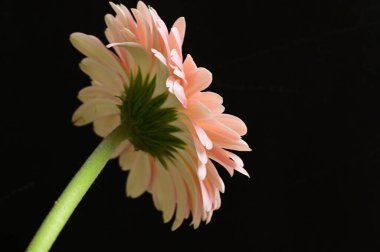 Siyah arka planda güzel Gerbera çiçeği