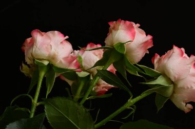 beautiful pink roses, close up view, dark background