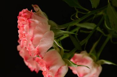 beautiful pink roses, close up view, dark background