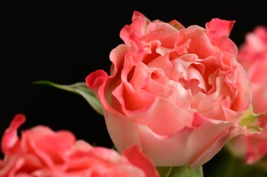 beautiful pink roses, close up view, dark background