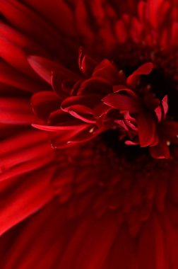 close up of beautiful red  gerbera flower